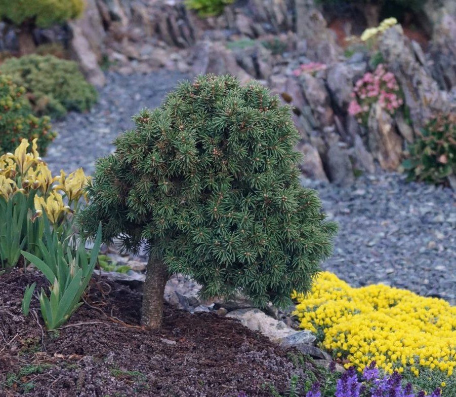 Picea obovata 'Trifonov'