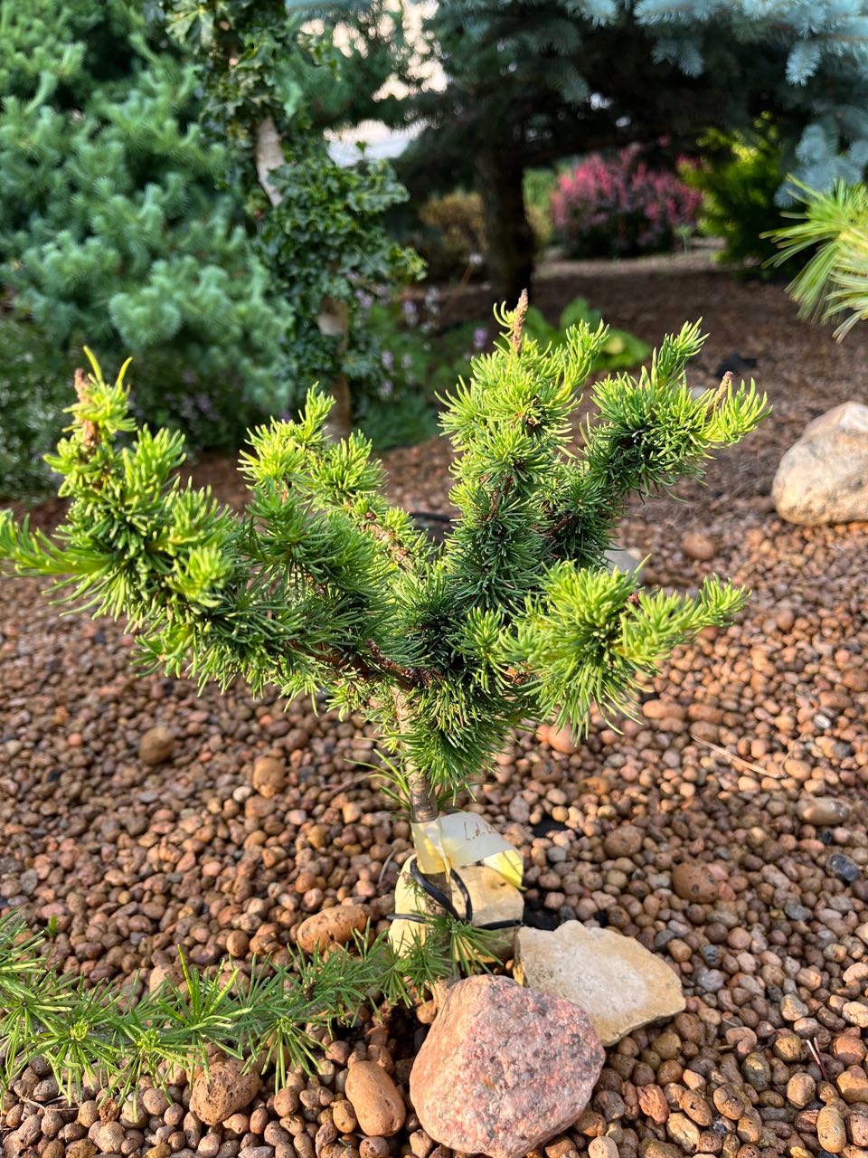 Larix decidua ‘Krejci Korall (WB)’