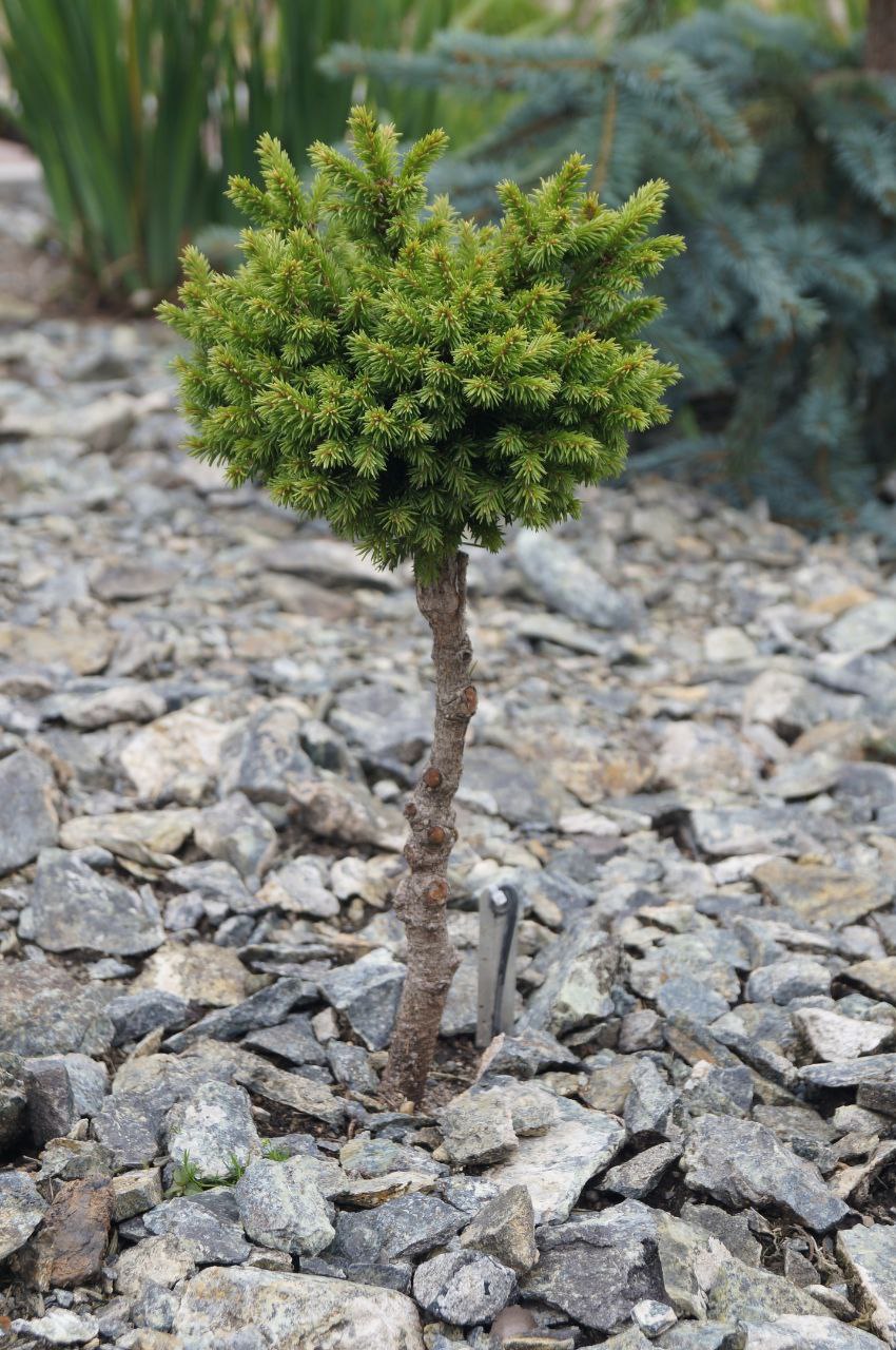 Picea obovata 'Plushka'