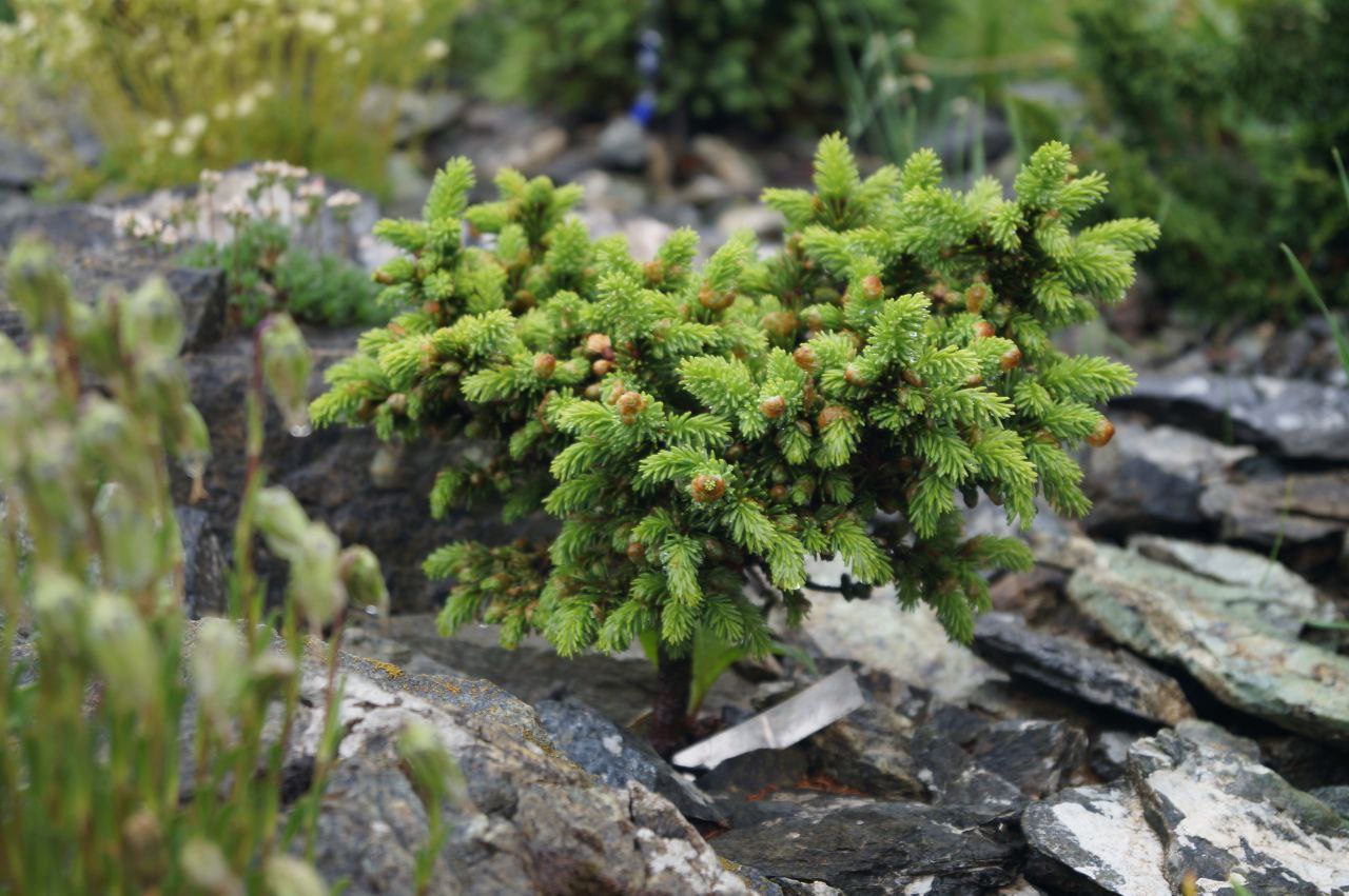 Picea obovata 'Olivia'