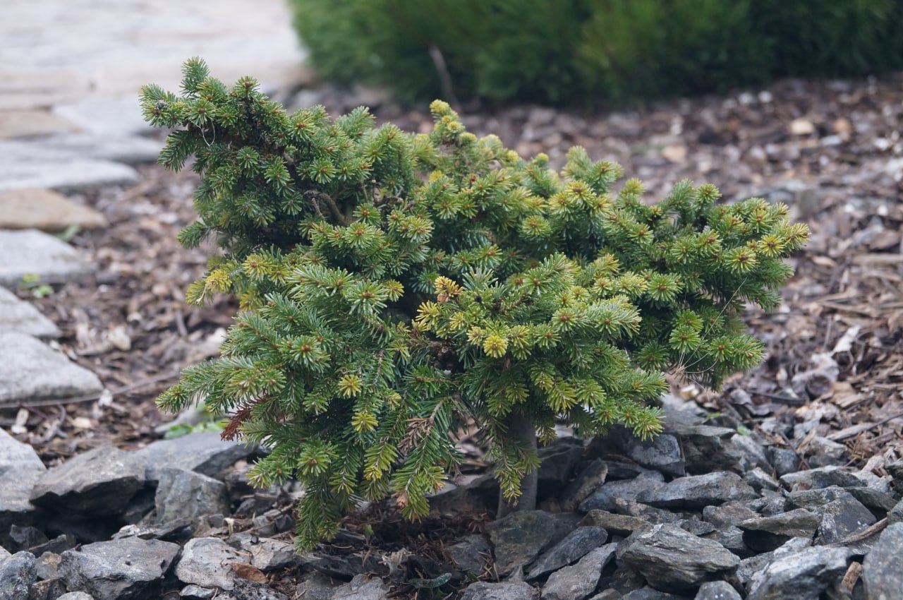 Abies sibirica 'Svetlanka'