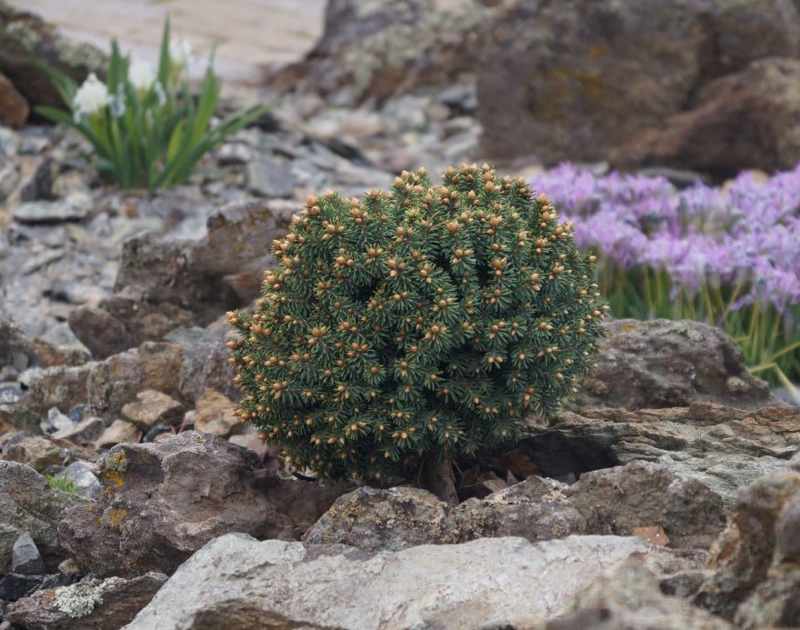 Picea obovata 'Dryoma'