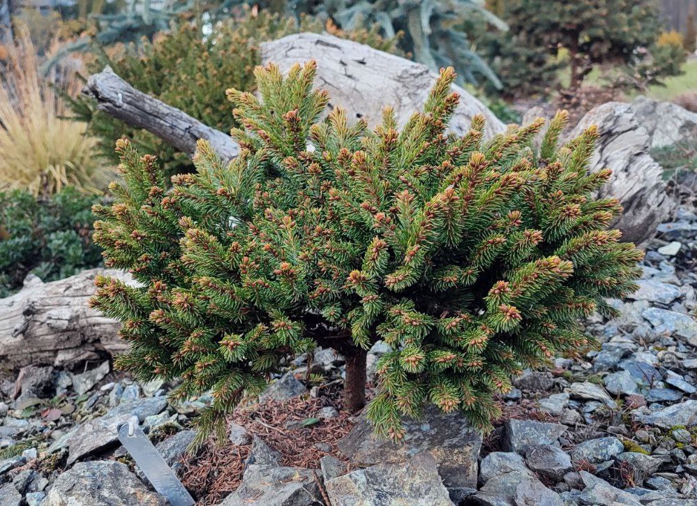 Picea obovata  'Partizan'