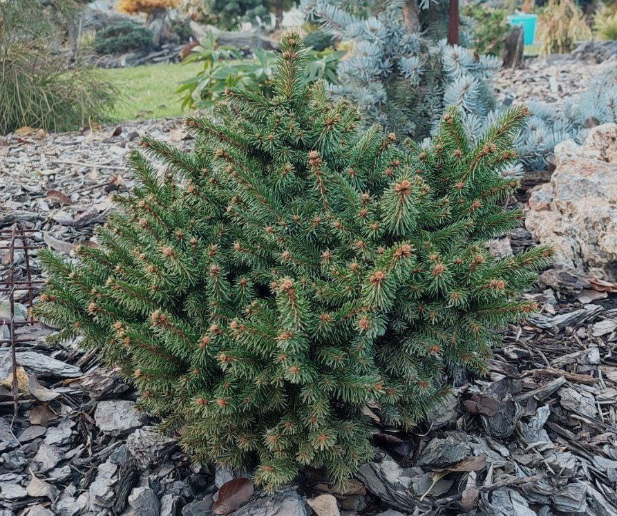 Picea obovata 'Karelian Bear'