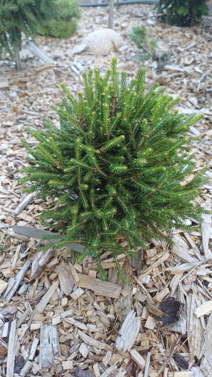 Picea abies 'Sul'