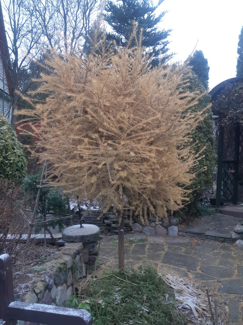 Larix decidua 'Compacta'
