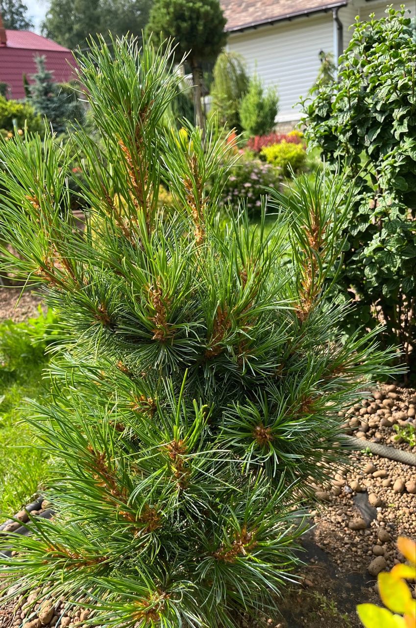 Pinus cembra ‘Wolkenstein’