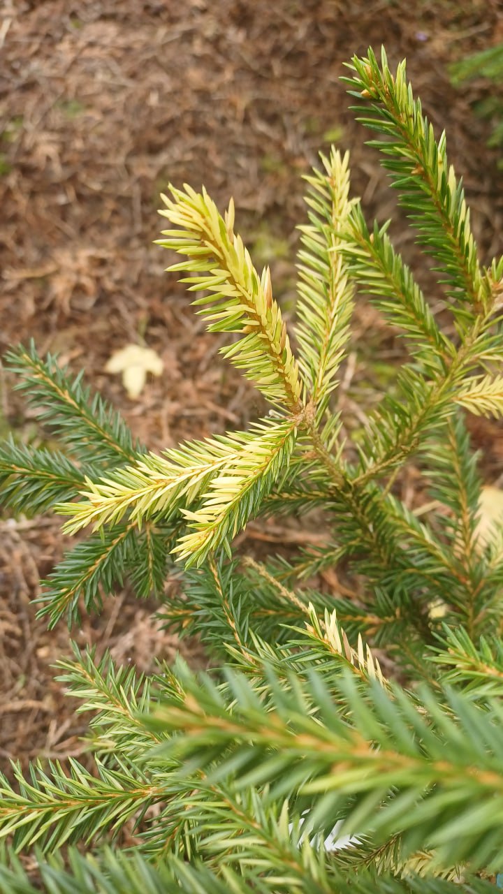 Picea abies 'Velga's Variegated'