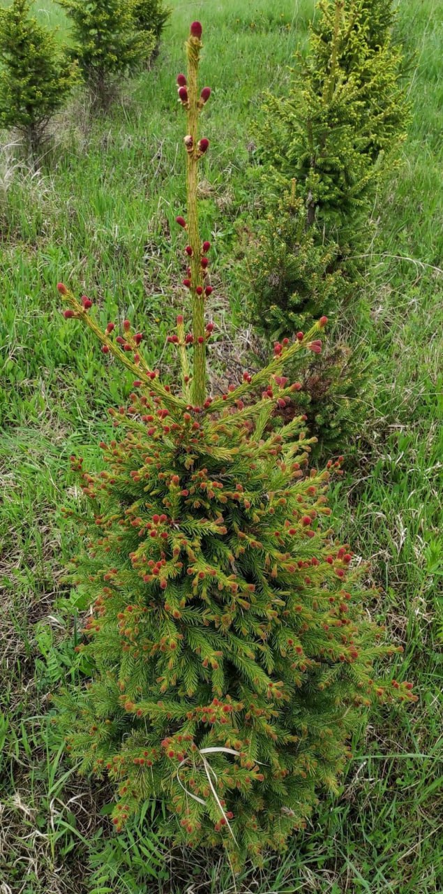 Picea obovata 'Krasna Devitsa'