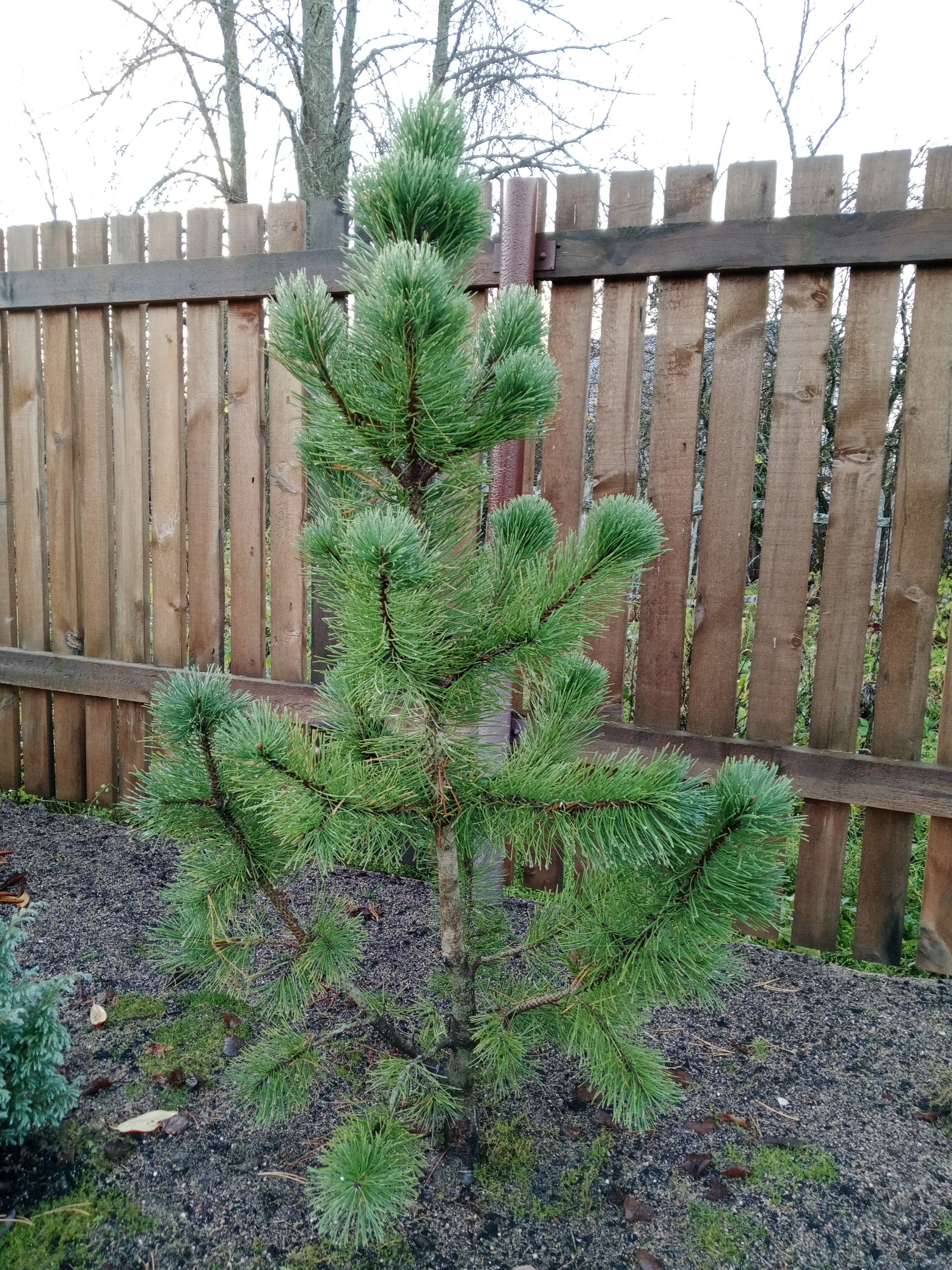 Pinus ponderosa 'Richard Bush'