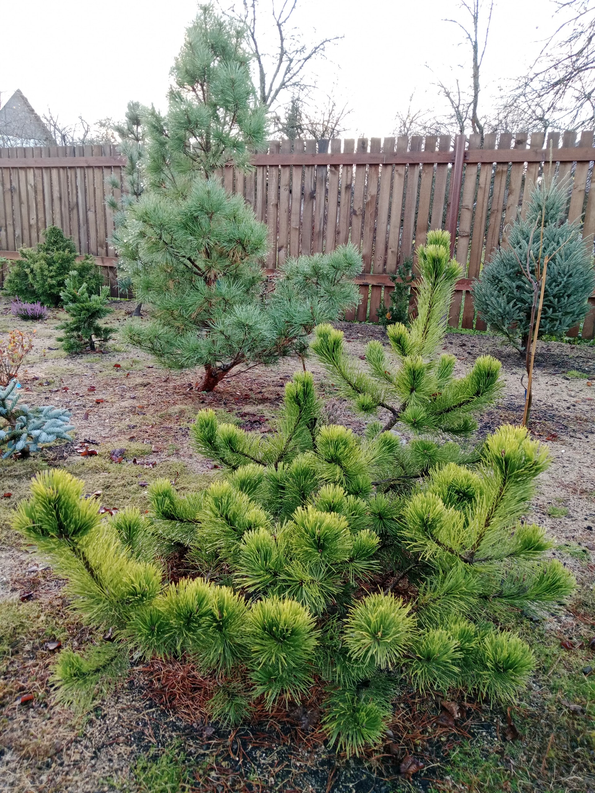 Pinus contorta 'Asher'