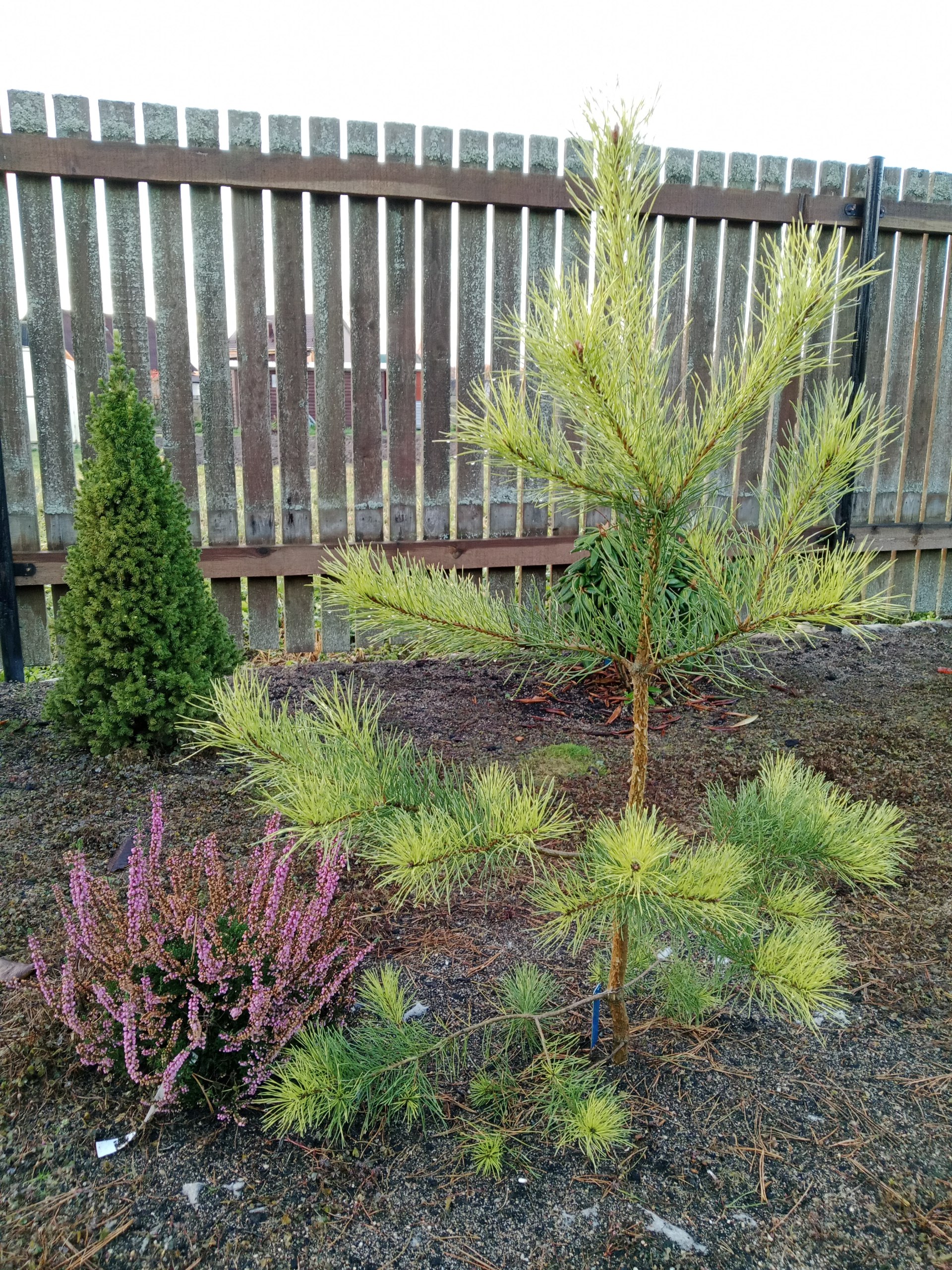 Pinus sylvestris 'Bicolor'