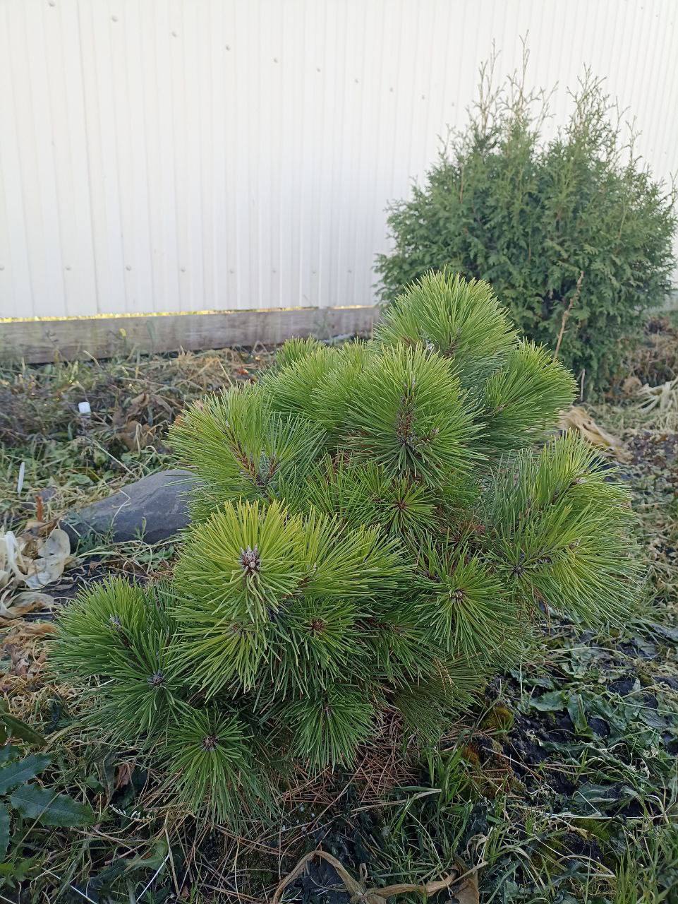 Pinus nigra ‘Hornibrookiana’