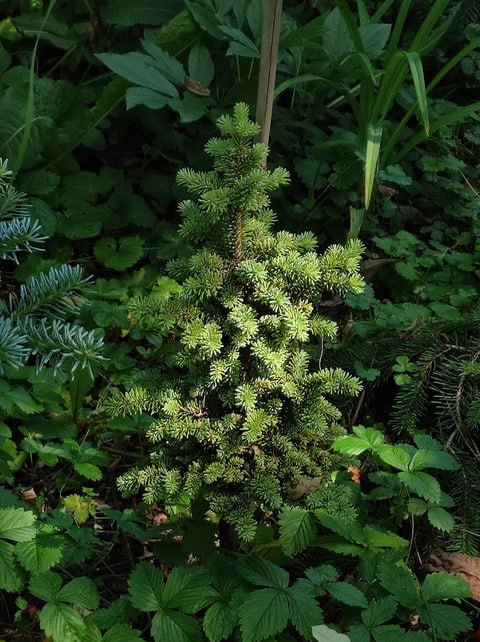 Abies SP 'Raivola'