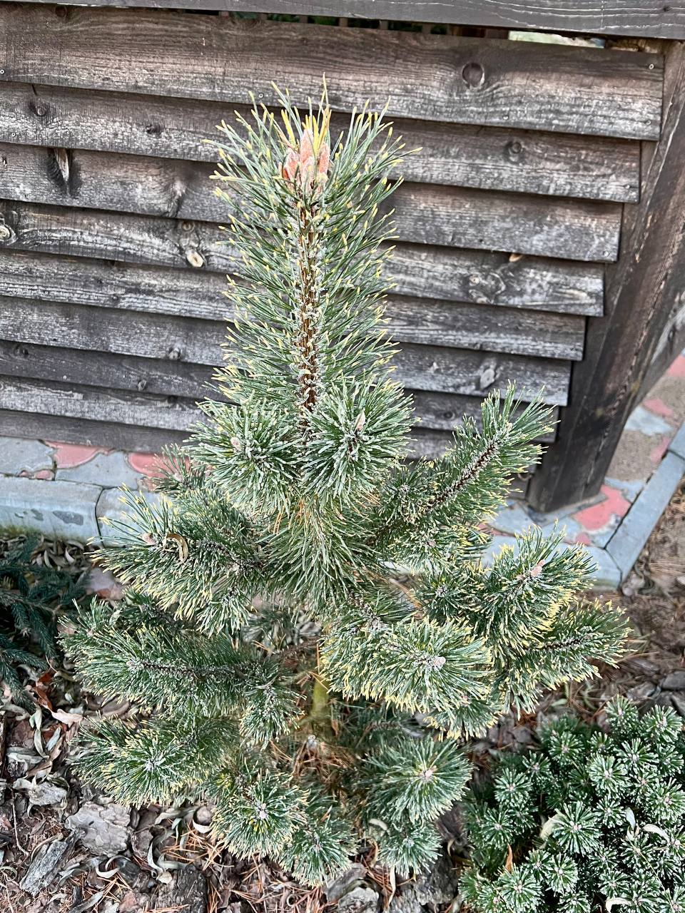 Pinus mugo ‘Kokarde’