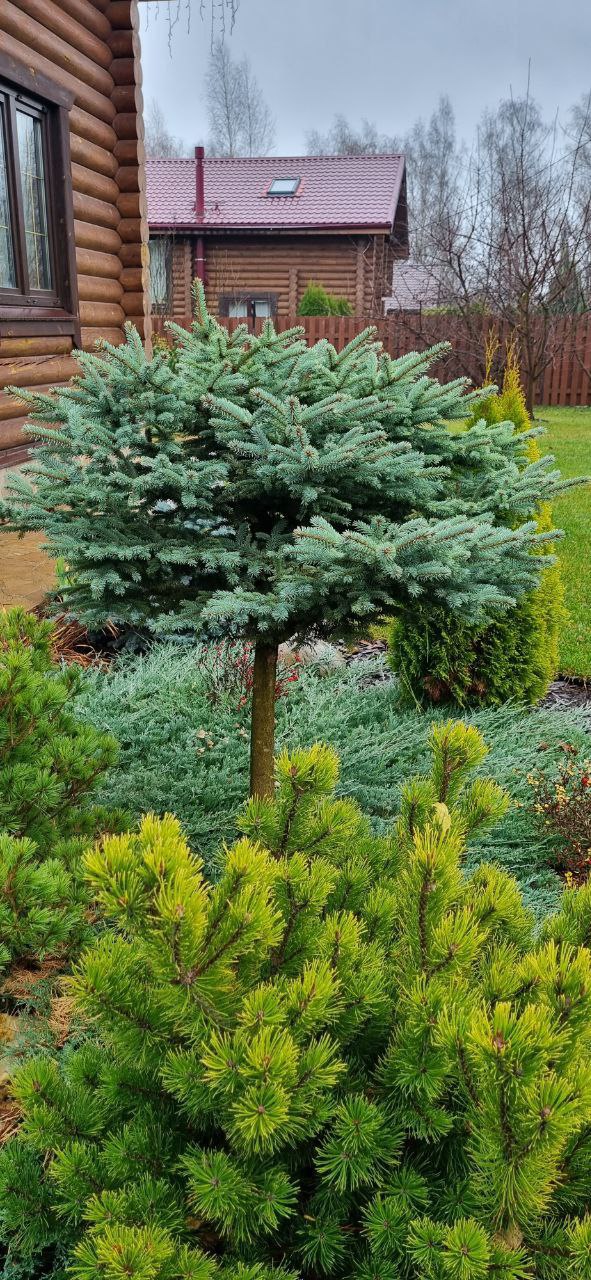 Picea pungens 'Frieda'