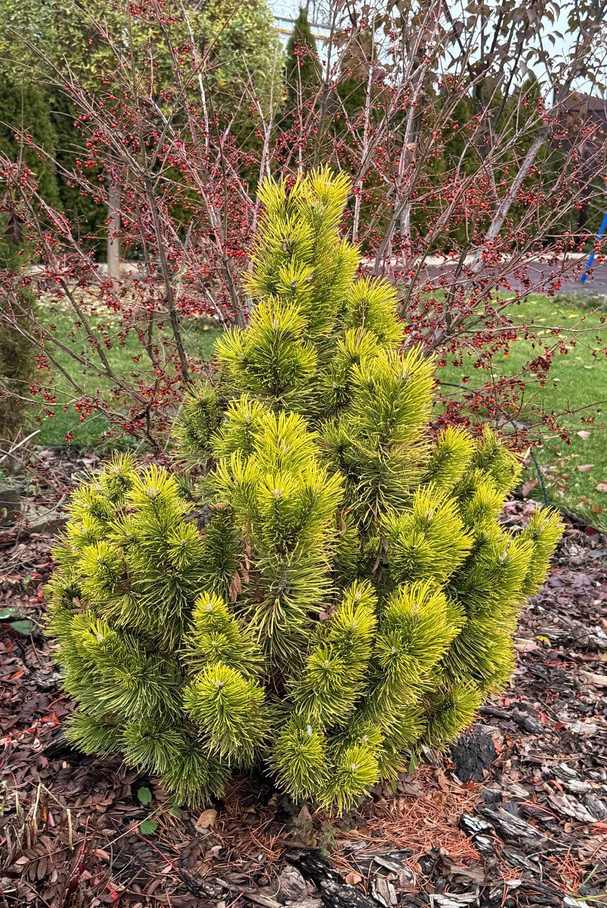 Pinus mugo ‘Little Gold Star’