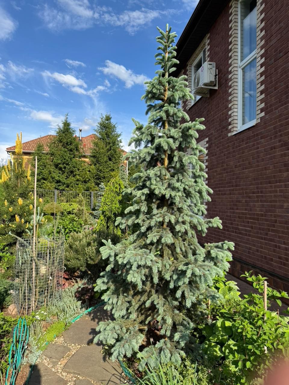 Picea engelmannii 'Glauca Hesse'