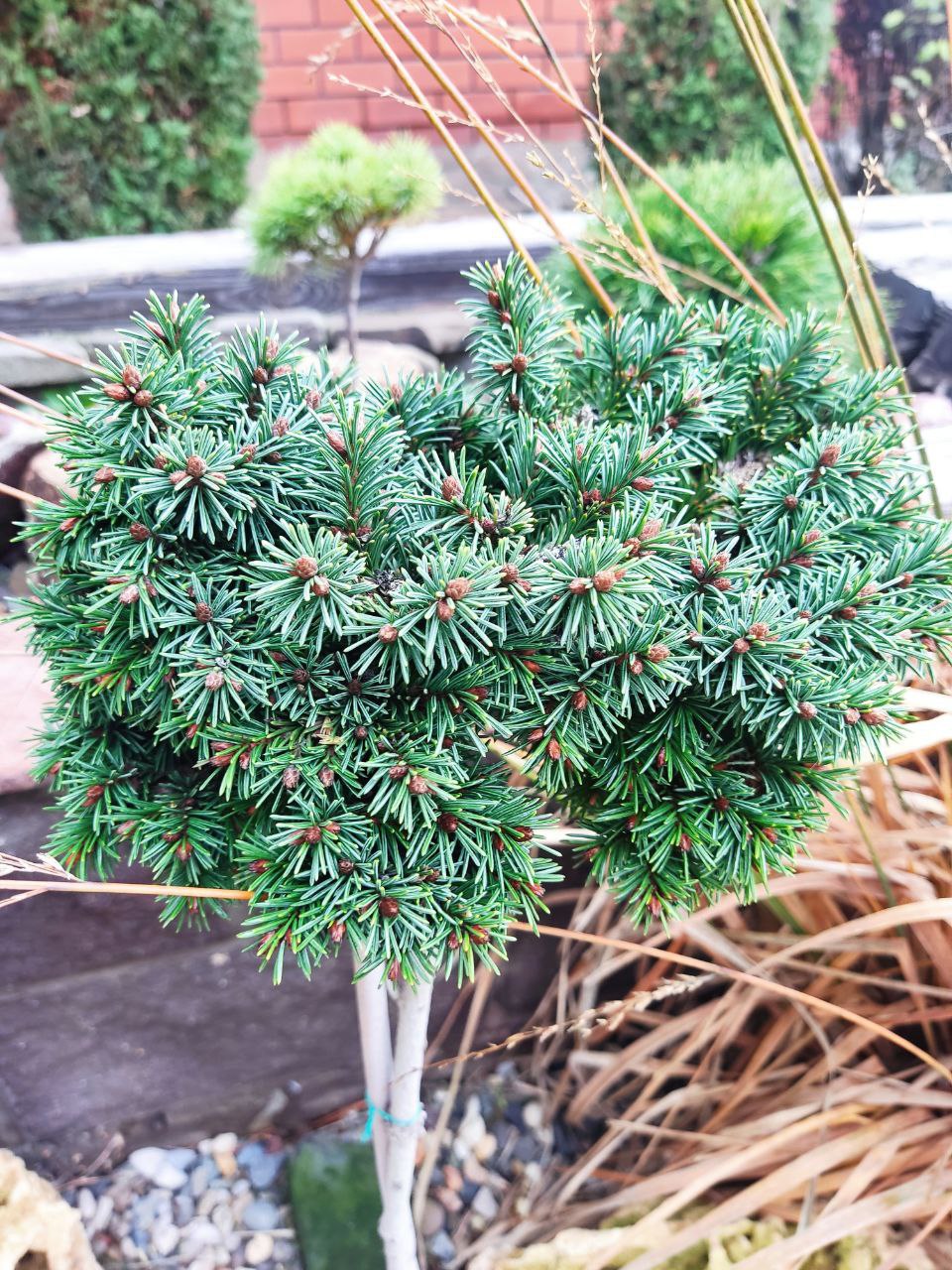Picea abies ‘Red Devil’
