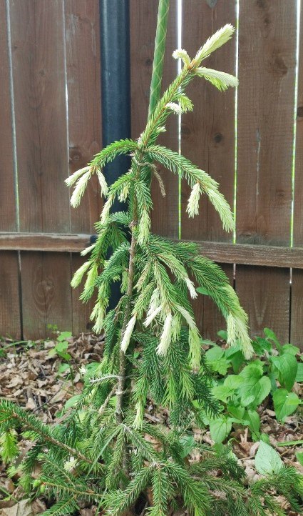 Picea abies 'Belaya Noch'