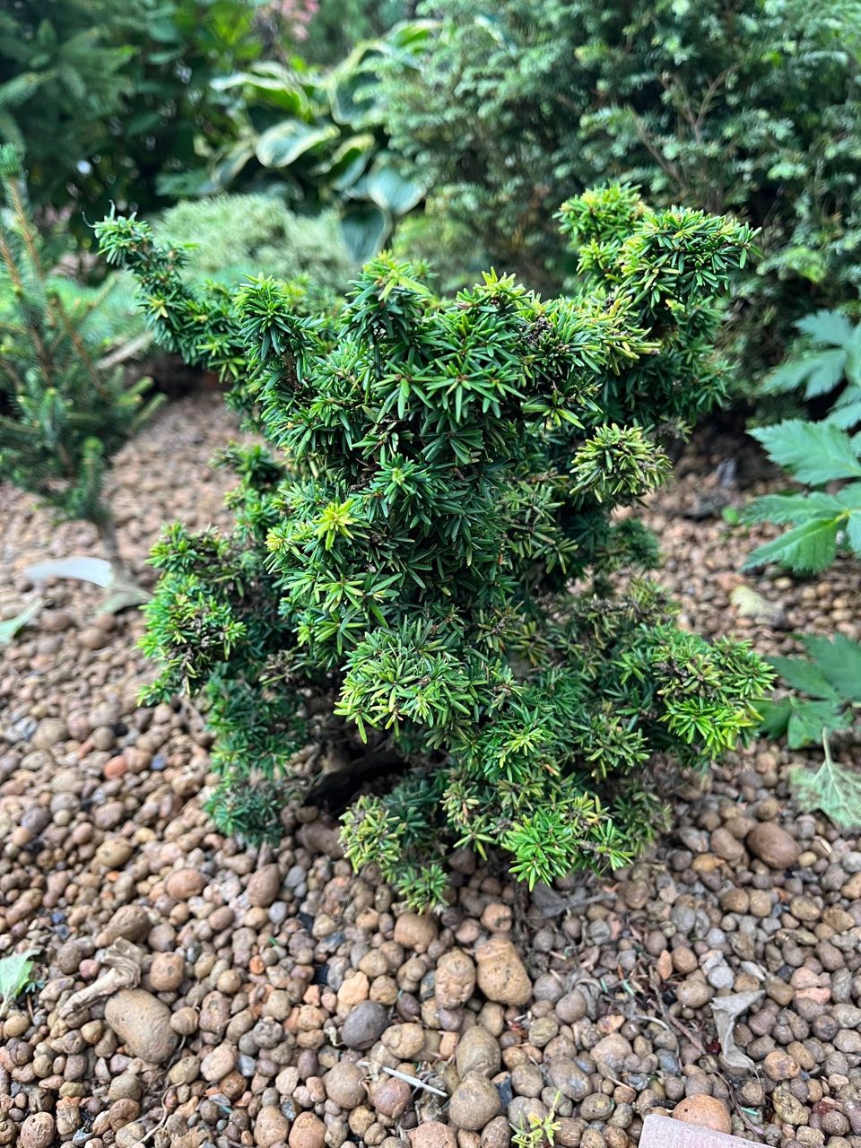 Tsuga canadensis 'Jervis'