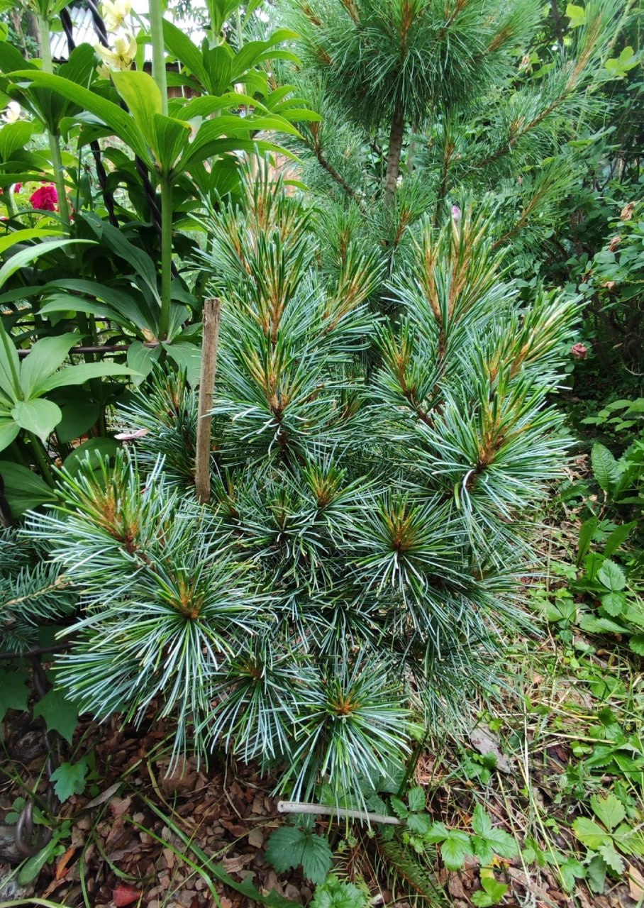 Pinus koraiensis ‘Patriarkh’