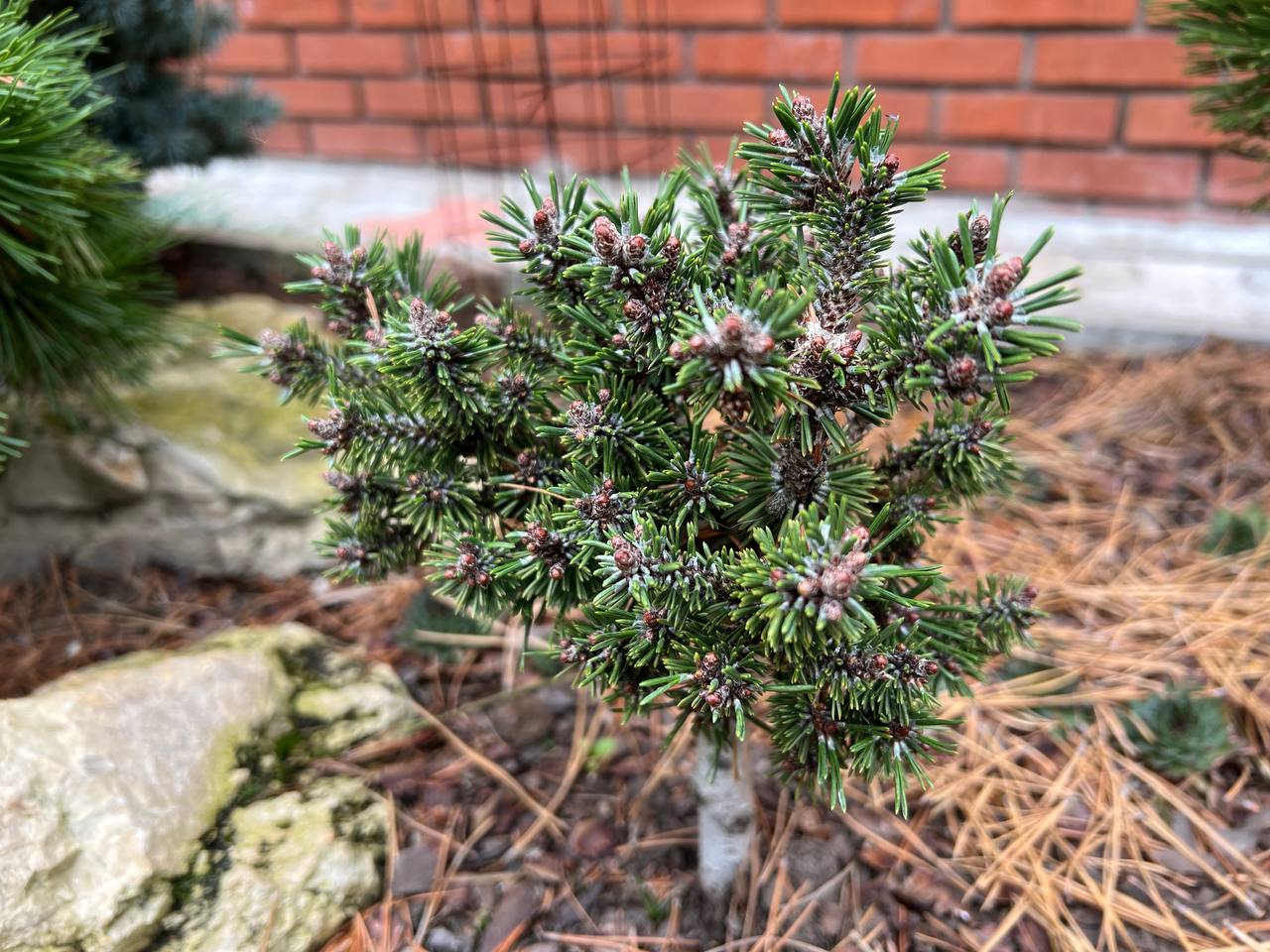 Pinus mugo ‘Eiselt’