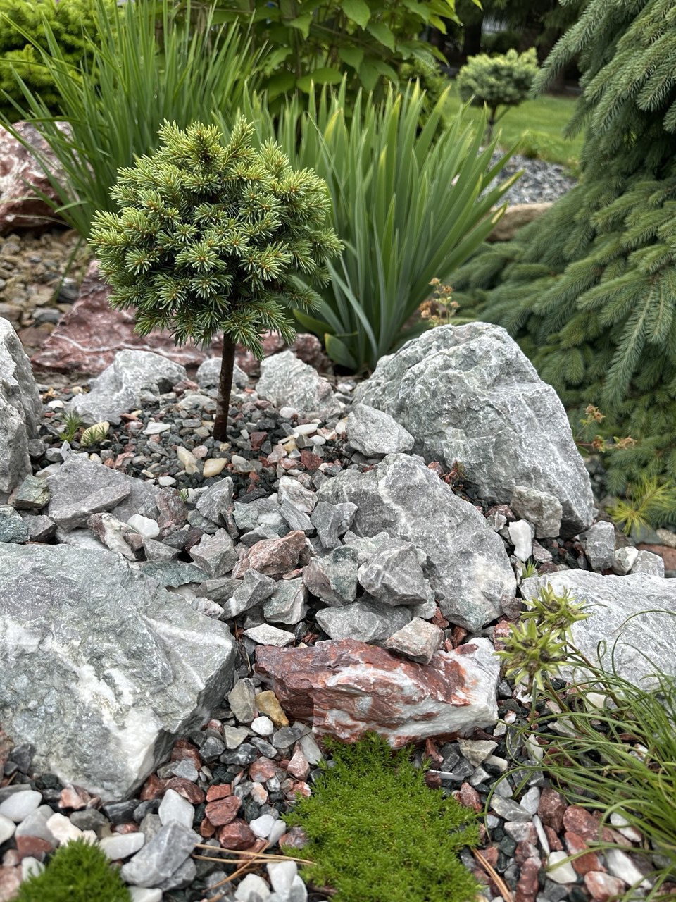 Picea engelmannii 'Pocahontas'