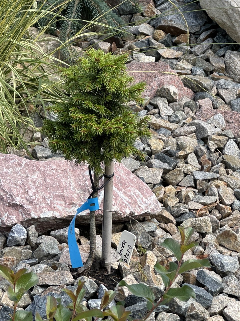 Picea obovata ‘Totoro’