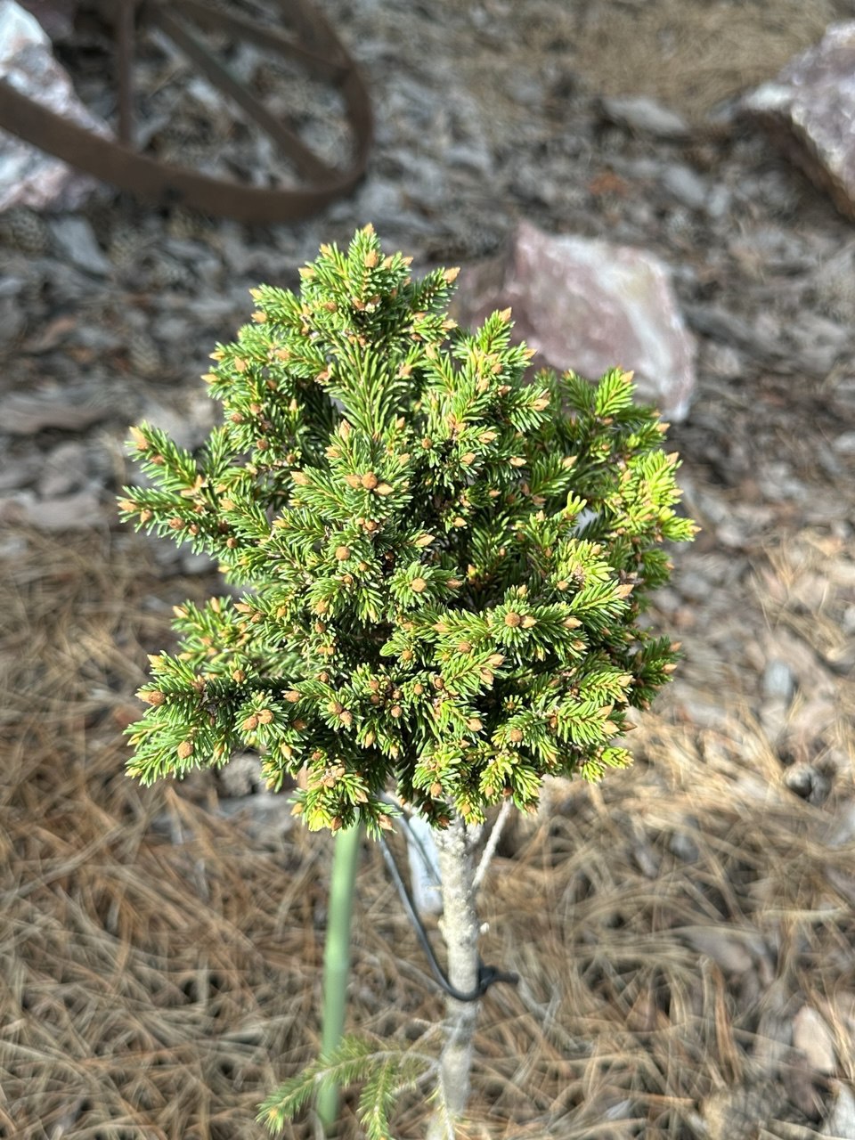 Picea obovata ‘Kob’
