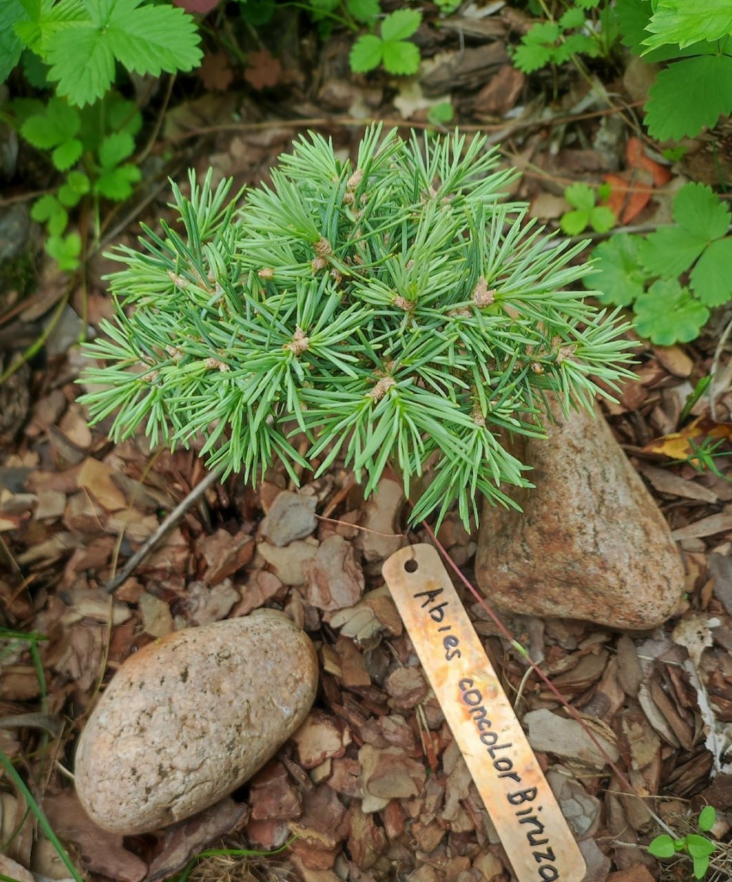 Abies concolor 'Biryuza'