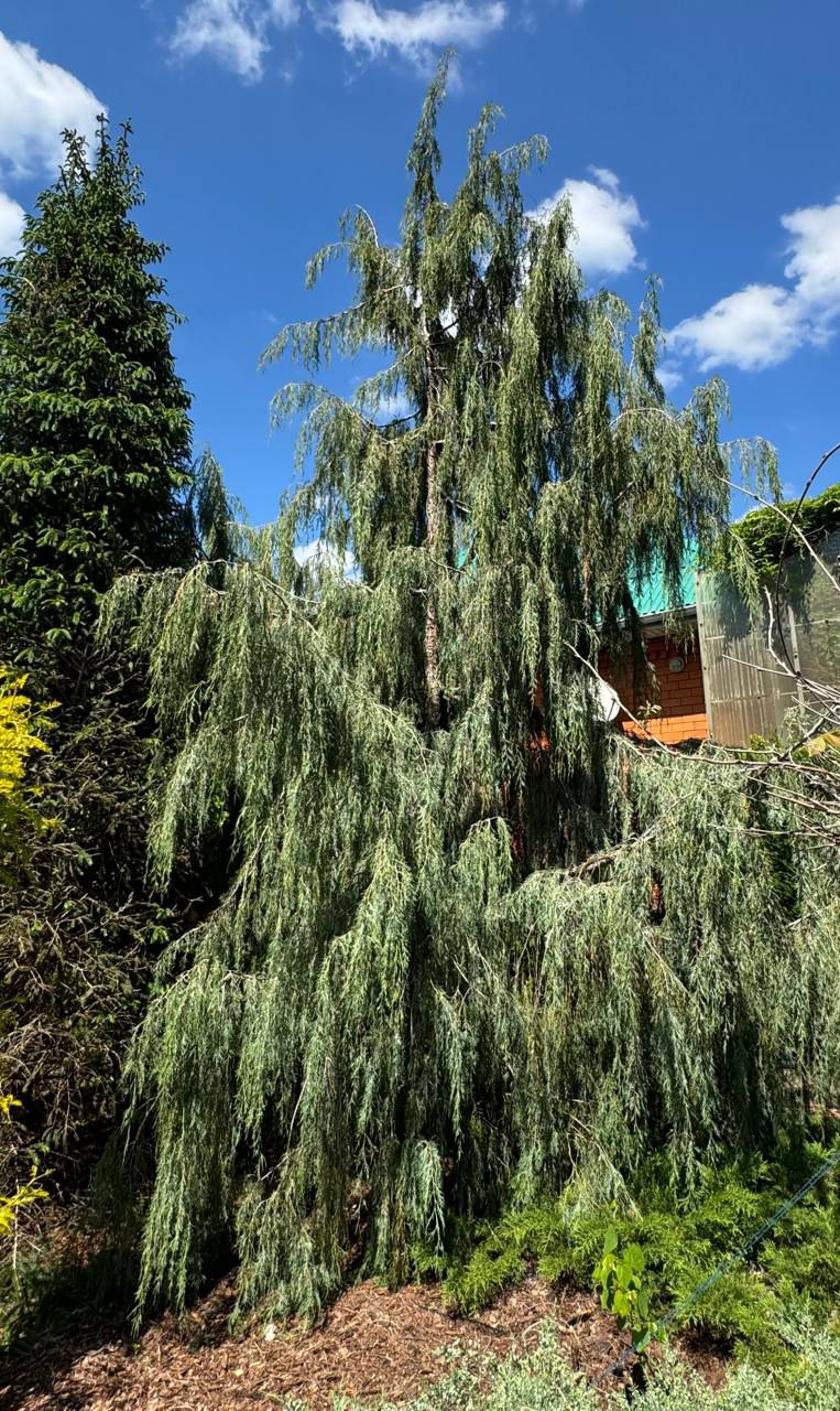 Juniperus scopulorum 'Tolleson’s Blue Weeping'