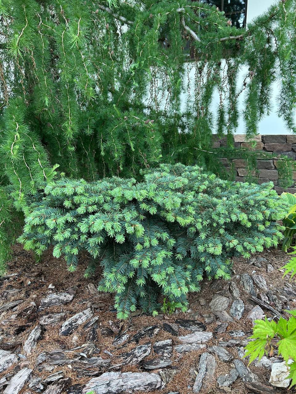 Pseudotsuga menziesii 'Fletcheri'