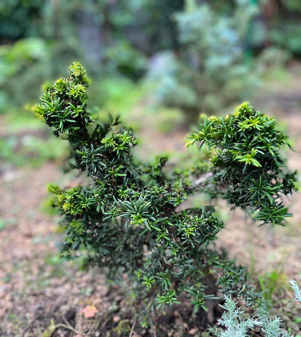 Taxus baccata ‘Cristata’