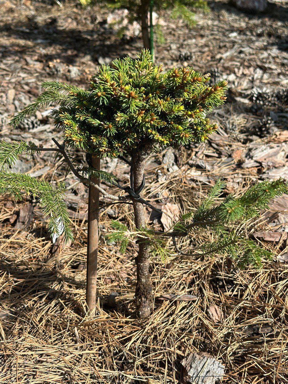 Picea obovata 'Obilukha'