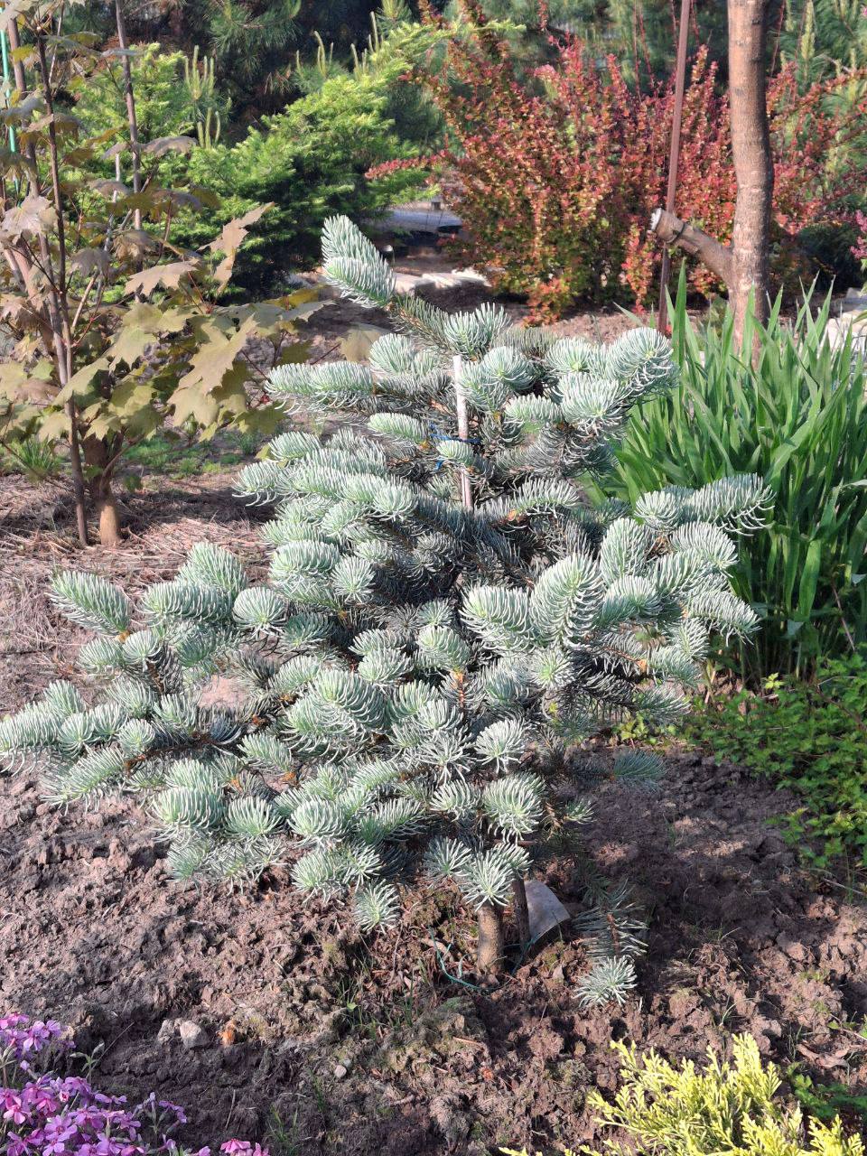 Picea asperata 'Chevreloup'