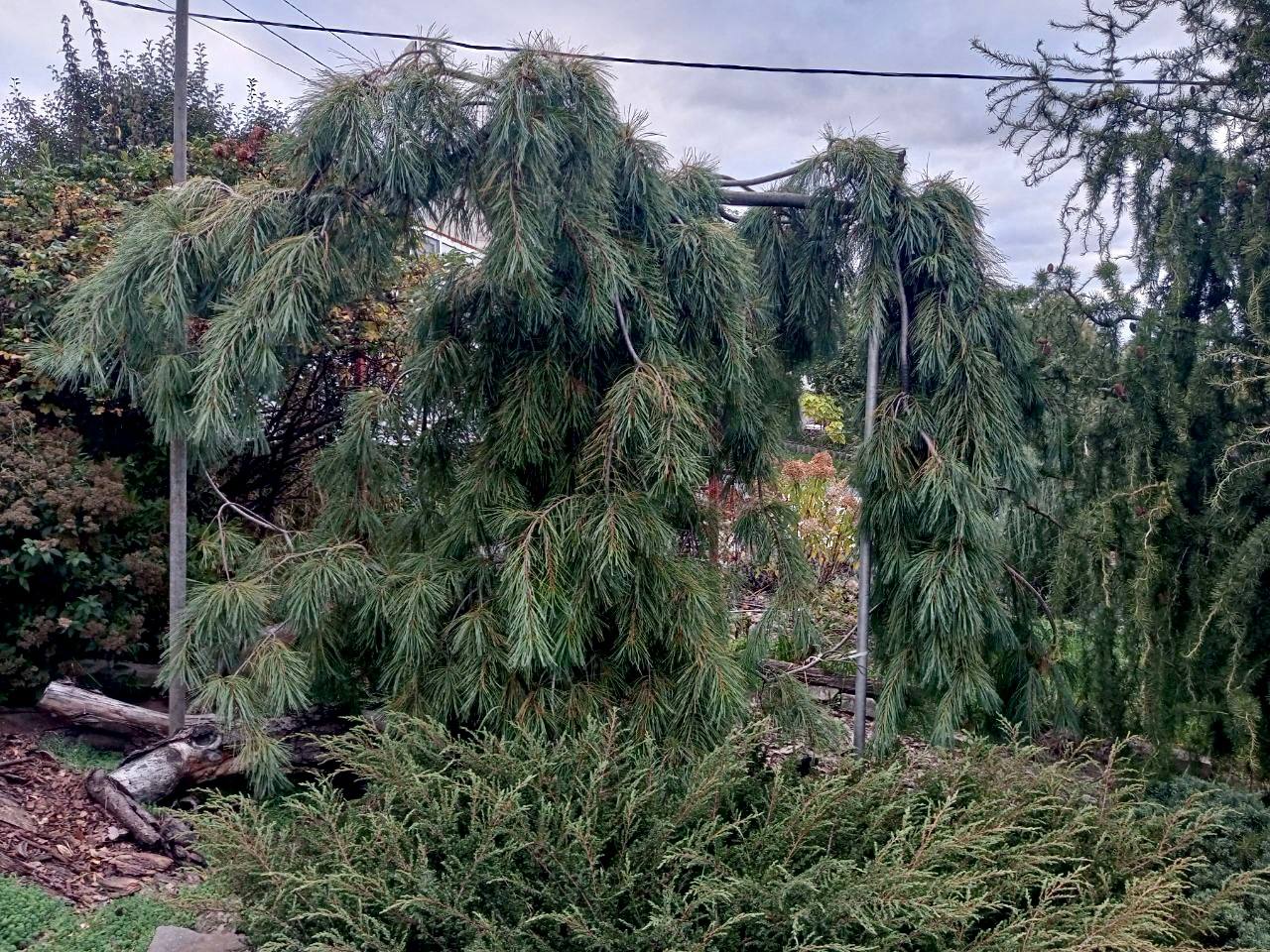 Pinus strobus ‘Pendula’