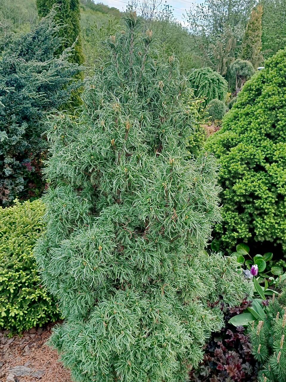 Pinus strobus ‘Green Curls’