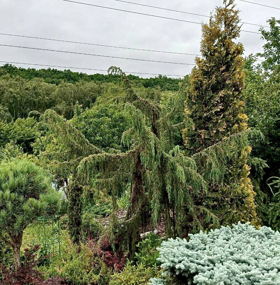 Juniperus communis  ‘Horstmann’