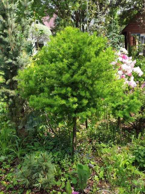 Larix sibirica 'Sarlyk'