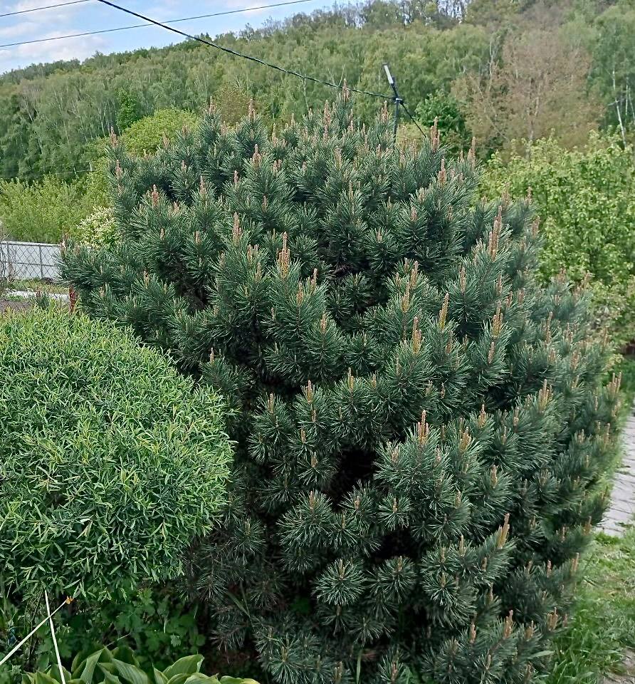Pinus sylvestris ‘Watereri’