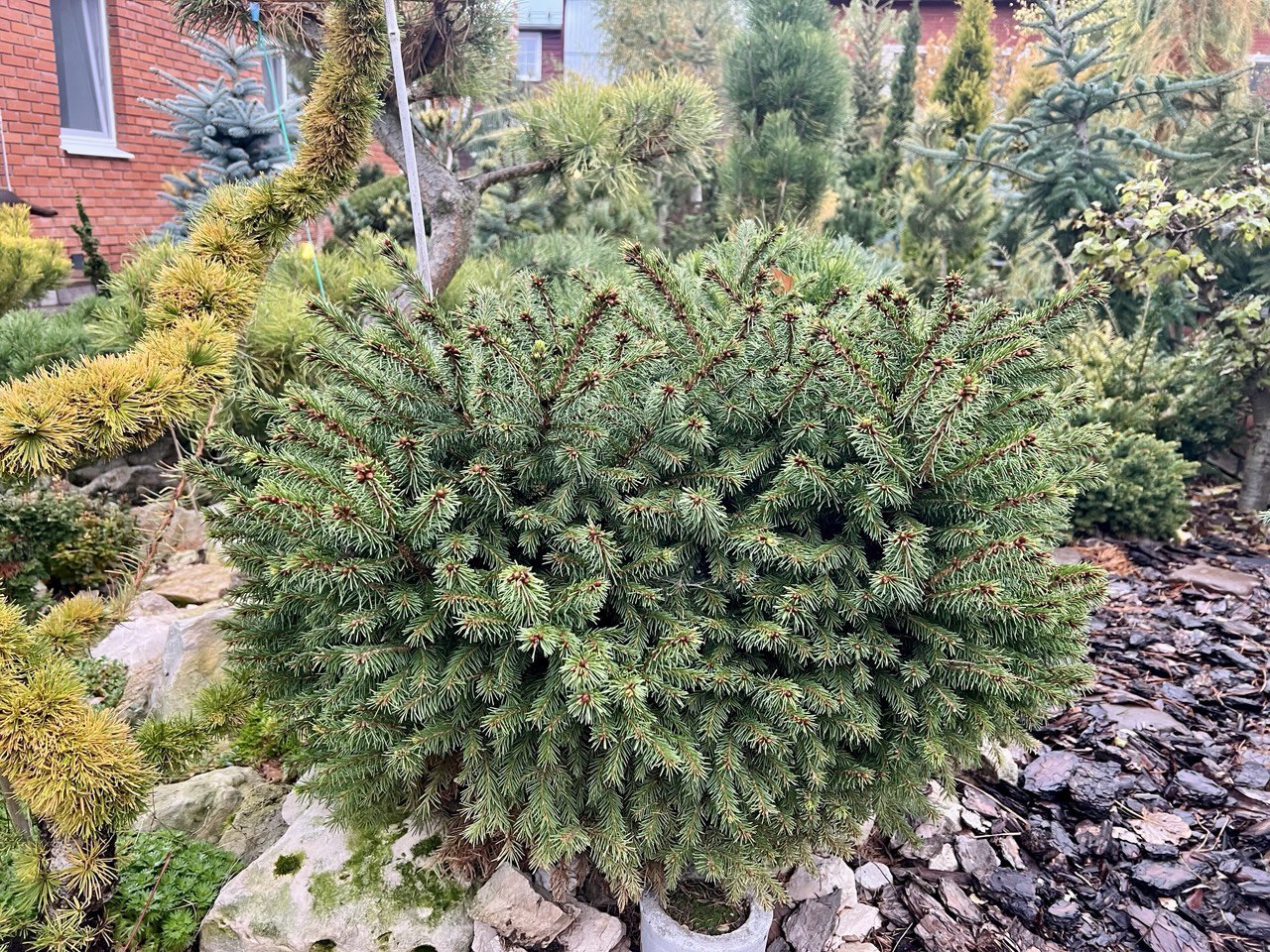 Picea obovata 'Olivia'