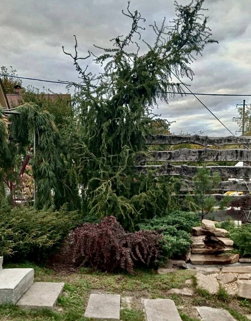 Larix decidua ‘Horstmann Recurved’