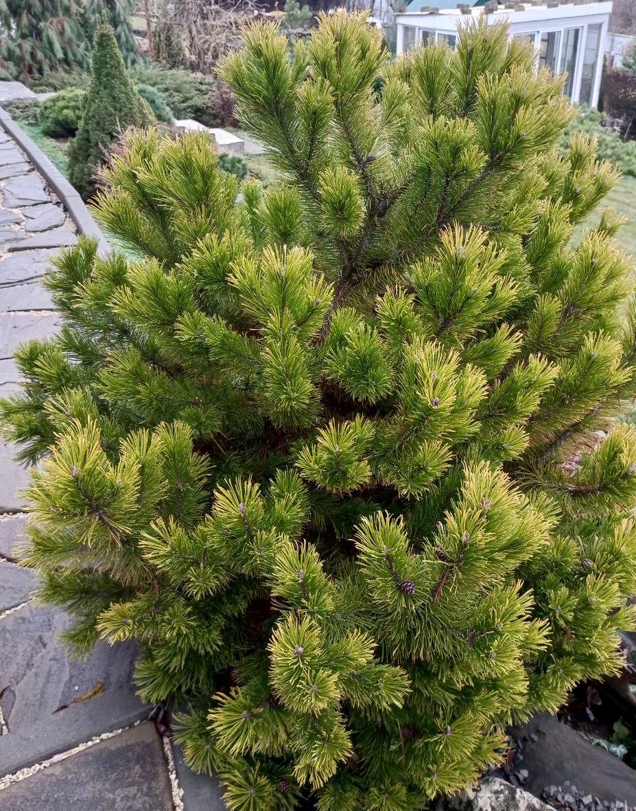 Pinus mugo ‘Ophir’