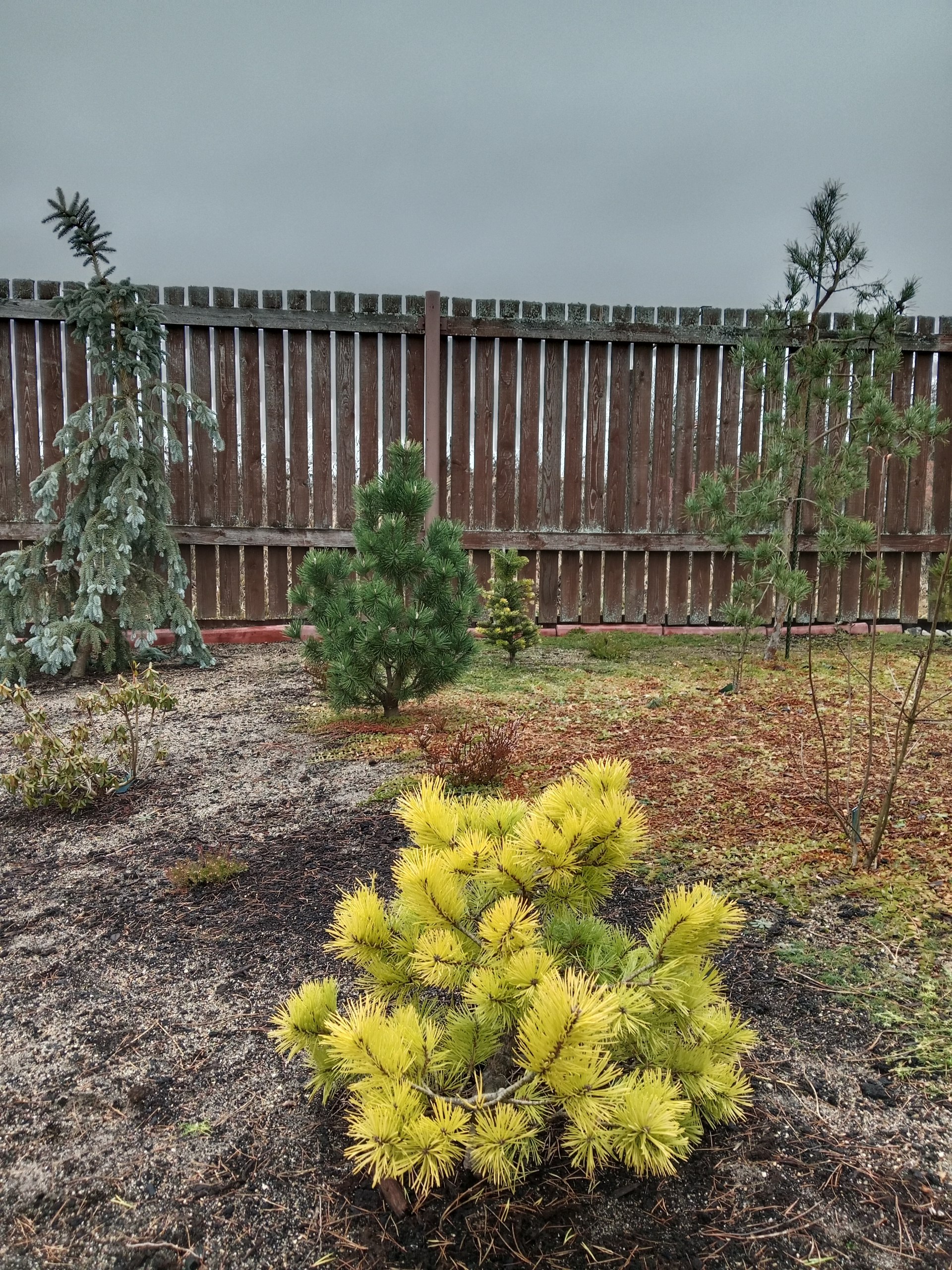 Pinus sylvestris 'Meffengowd'