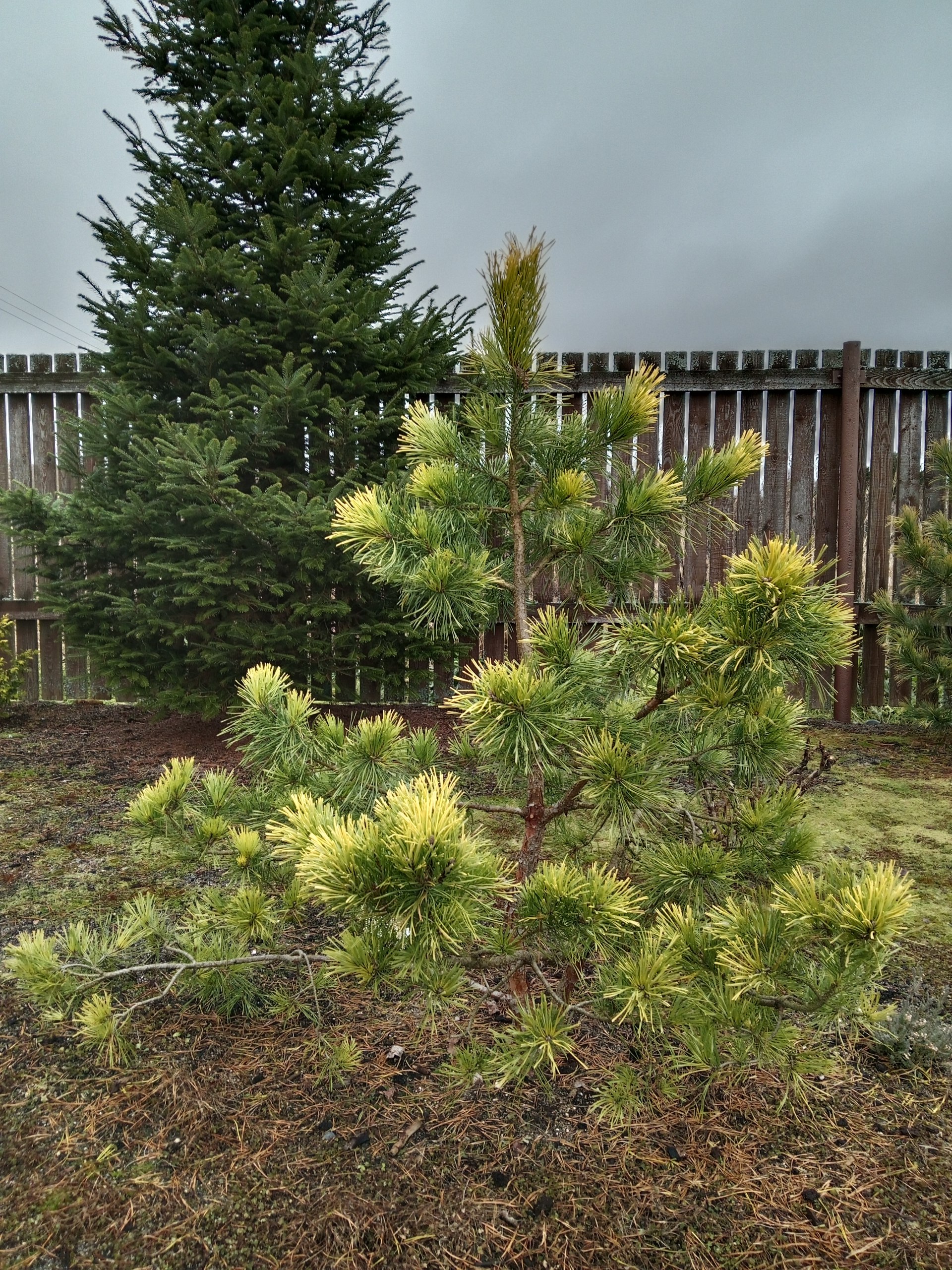 Pinus sylvestris 'Vargguld'