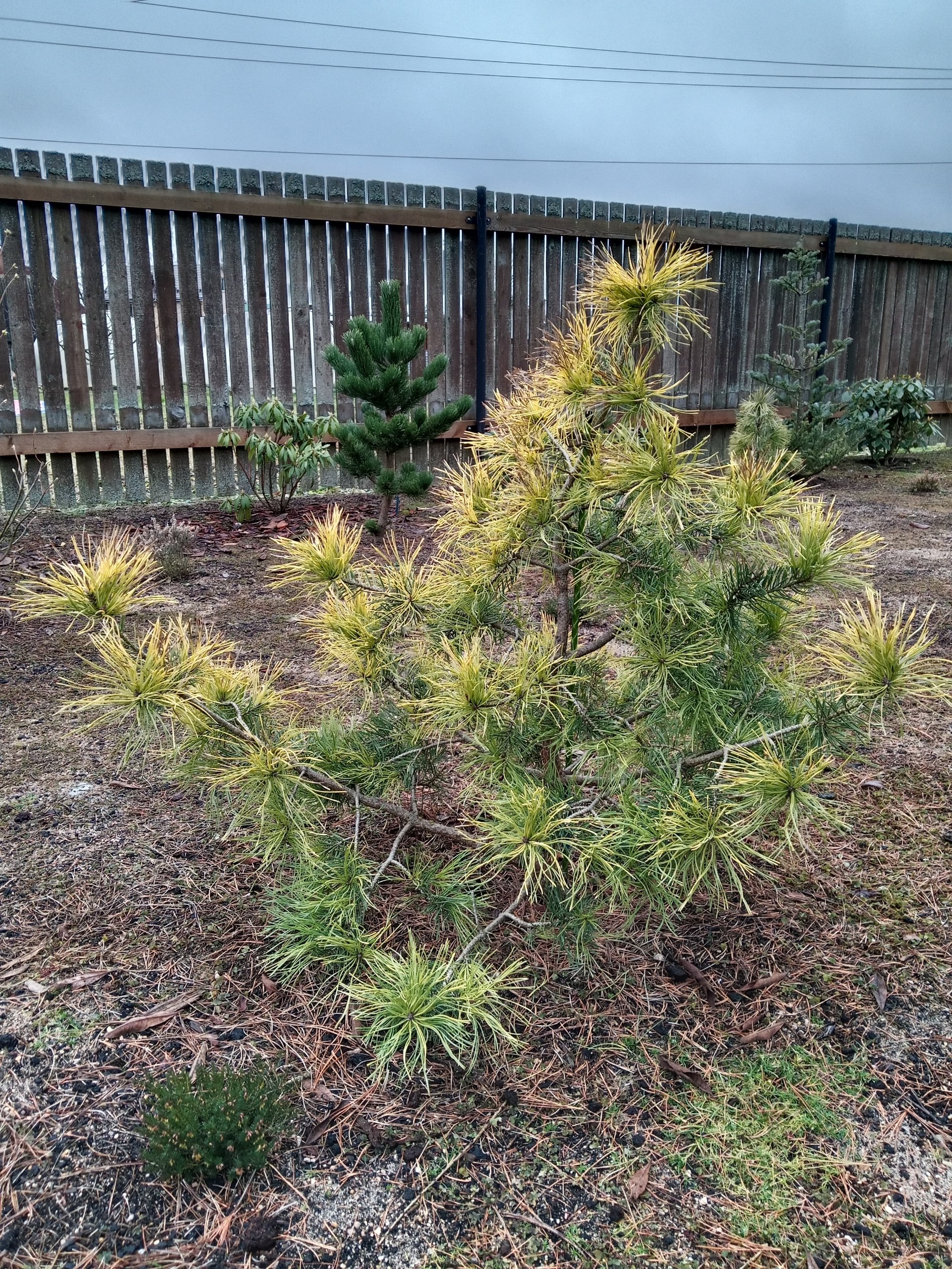 Pinus sylvestris 'Wolting's Gold'