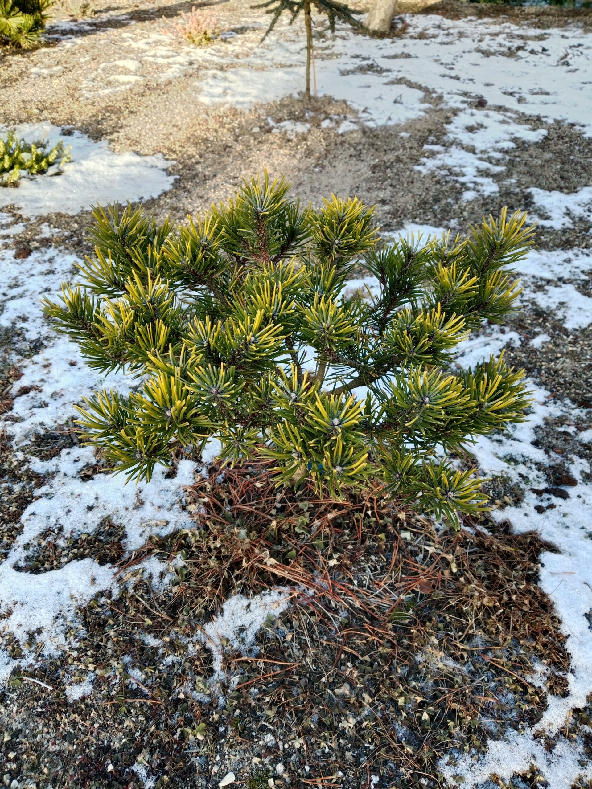 Pinus uncinata 'Orange Sebastian'