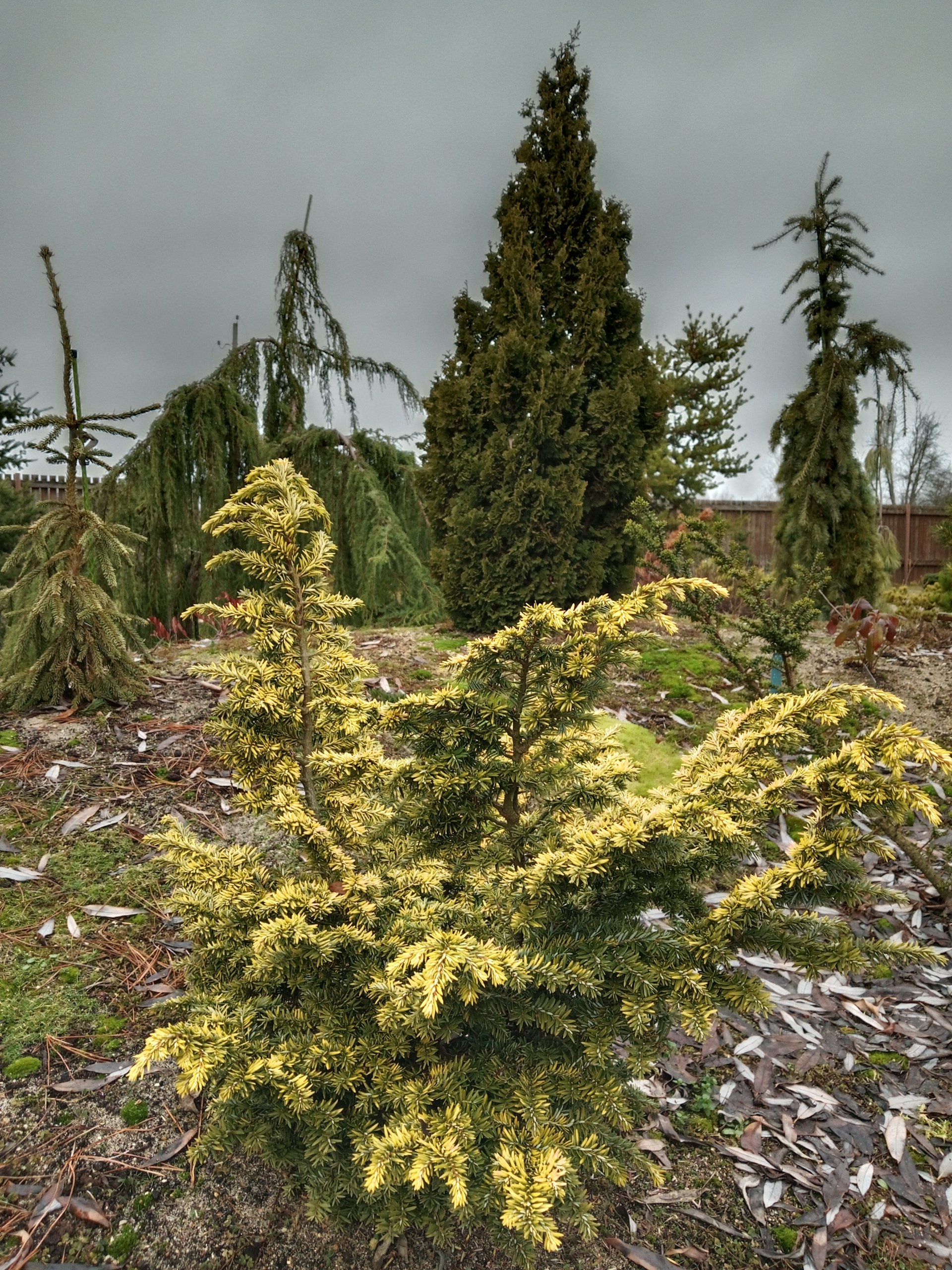 Tsuga canadensis 'Everitt's Golden'