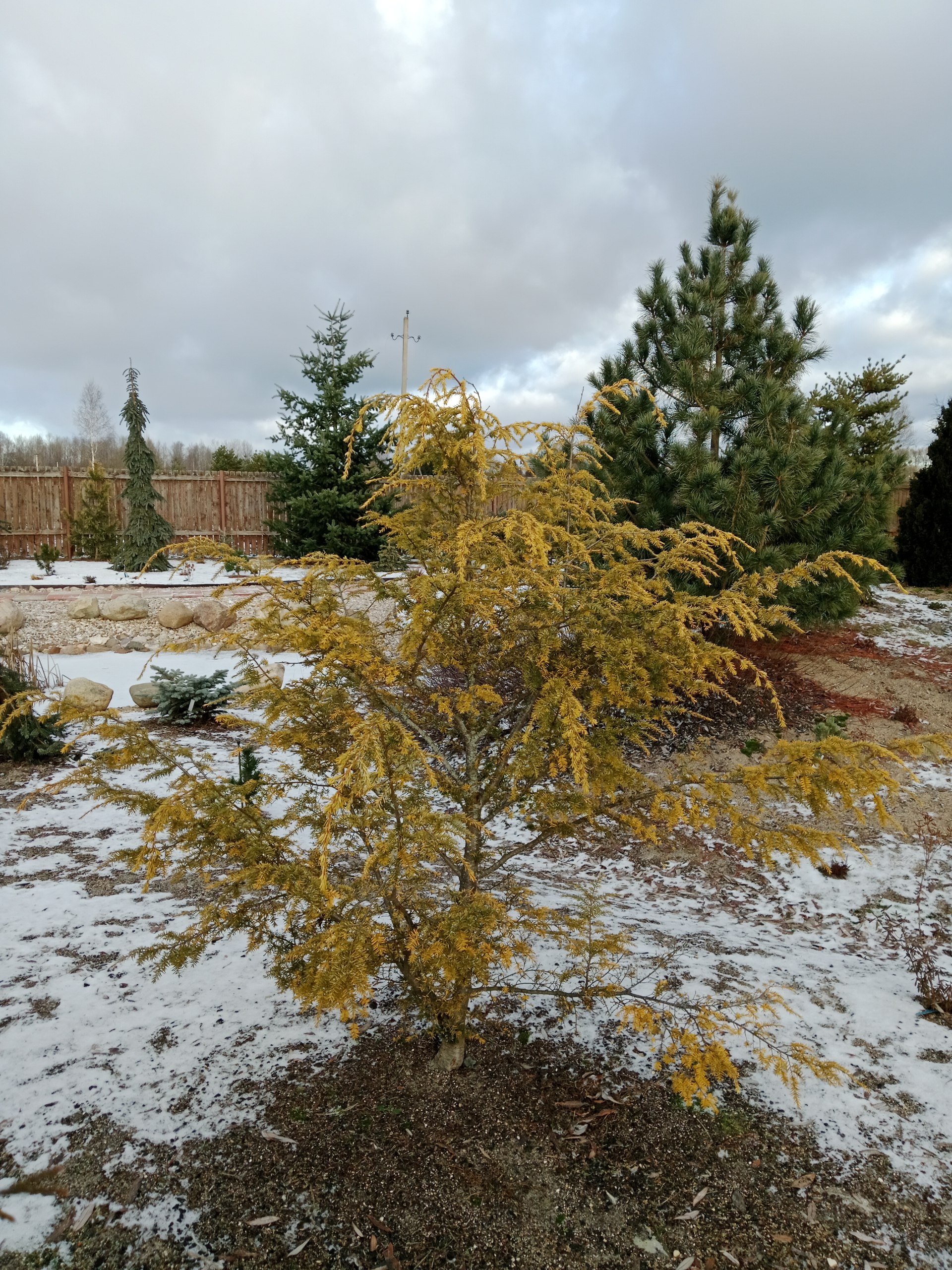Tsuga canadensis 'Wintergold'